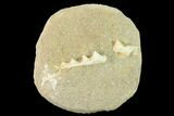Enchodus Jaw Section - Cretaceous Fanged Fish #133856-1